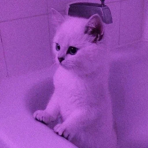 🌸 Стикер «Мяв мяв» для Telegram