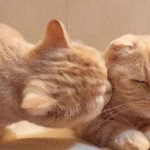 🌸 Стикер «Мяв мяв» для Telegram