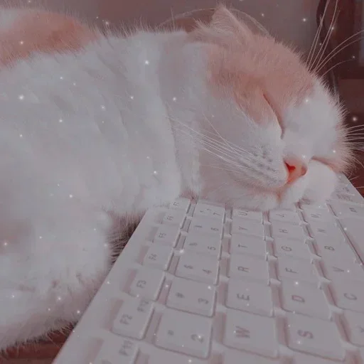 🌸 Стикер «Мяв мяв» для Telegram
