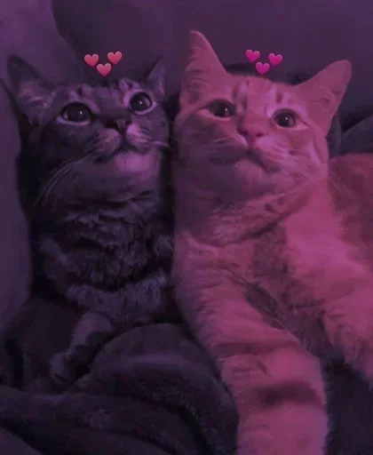 🌸 Стикер «Мяв мяв» для Telegram