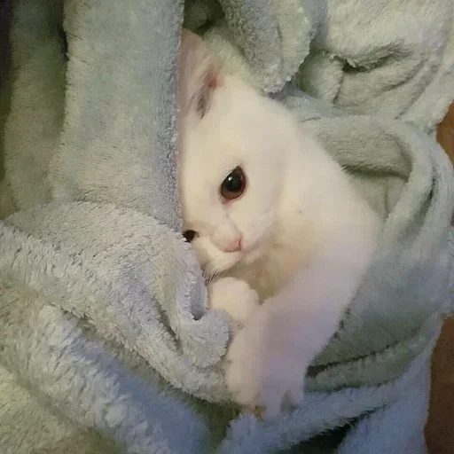 🌸 Стикер «Мяв мяв» для Telegram