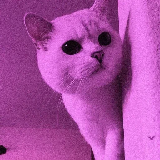 🌸 Стикер «Мяв мяв» для Telegram