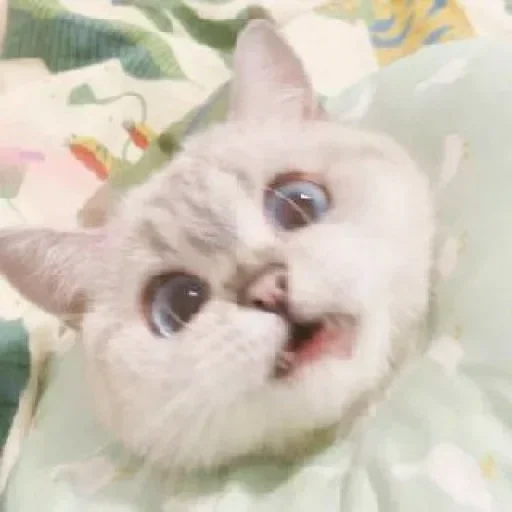 🌸 Стикер «Мяв мяв» для Telegram