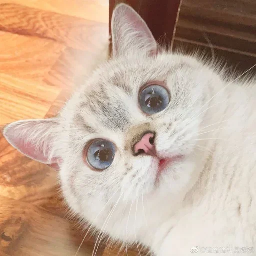 🌸 Стикер «Мяв мяв» для Telegram