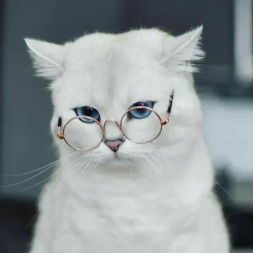 🌸 Стикер «Мяв мяв» для Telegram