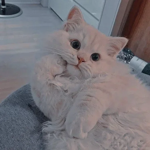 🌸 Стикер «Мяв мяв» для Telegram