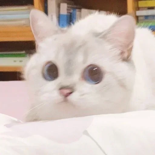 🌸 Стикер «Мяв мяв» для Telegram