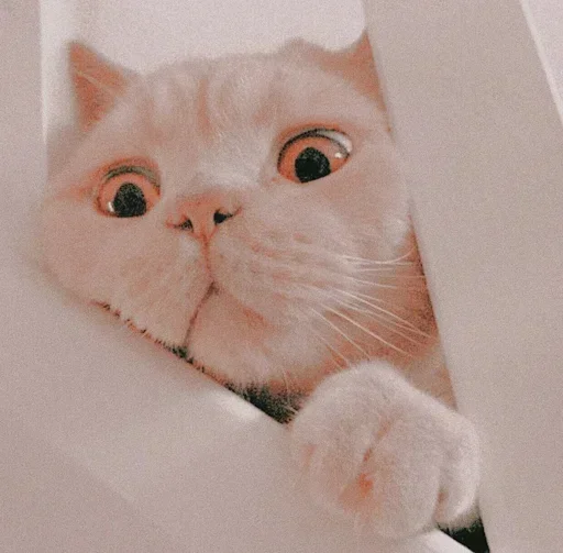🌸 Стикер «Мяв мяв» для Telegram