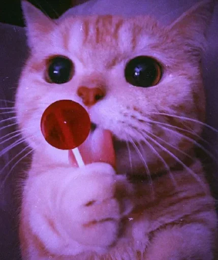🌸 Стикер «Мяв мяв» для Telegram