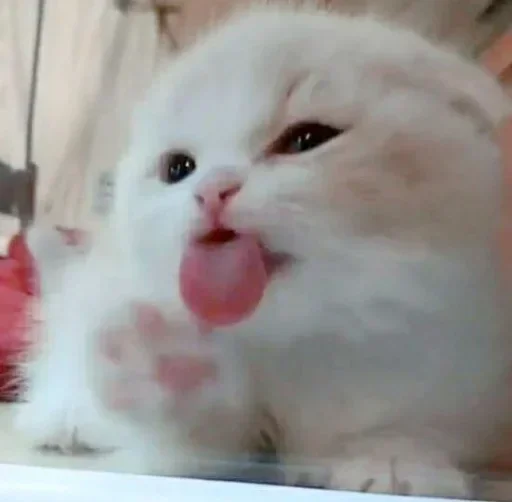 🌸 Стикер «Мяв мяв» для Telegram