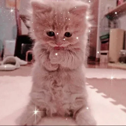 🌸 Стикер «Мяв мяв» для Telegram