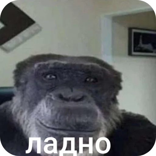 🐶 Стикер «Ya pedik» для Telegram
