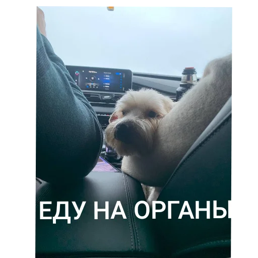 👍 Стикер «Ya pedik» для Telegram