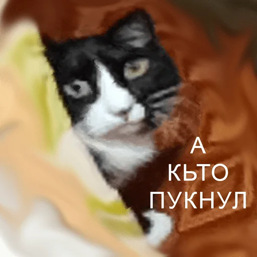 Стикерпак «чикибамбони» для Telegram — обложка