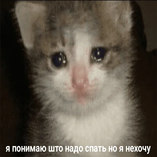 😭 Стикер «чикибамбони» для Telegram
