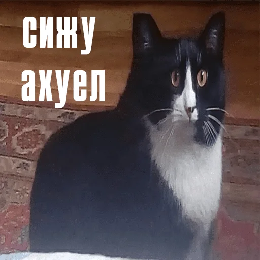 🤯 Стикер «чикибамбони» для Telegram