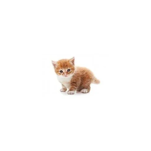 🤔 Стикер «Stkrcat» для Telegram