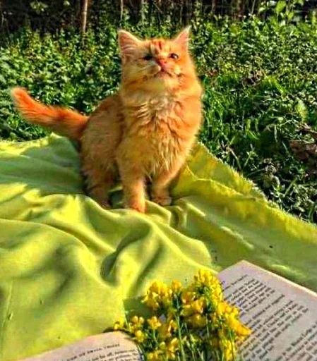 😺 Стикер «Stkrcat» для Telegram