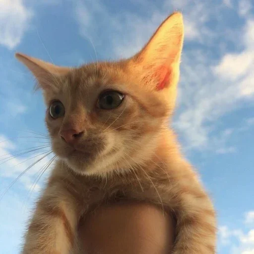 🤨 Стикер «Stkrcat» для Telegram