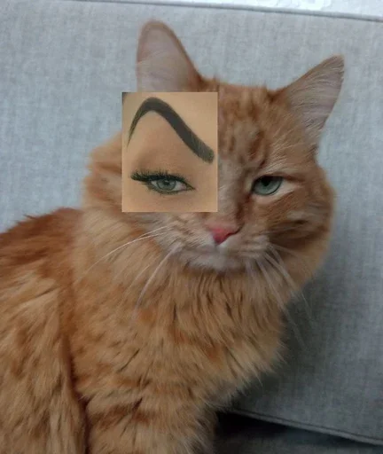 🤨 Стикер «Stkrcat» для Telegram