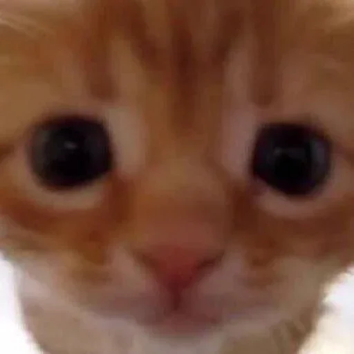🥺 Стикер «Stkrcat» для Telegram