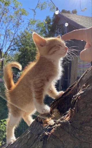😊 Стикер «Stkrcat» для Telegram