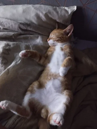 😴 Стикер «Stkrcat» для Telegram