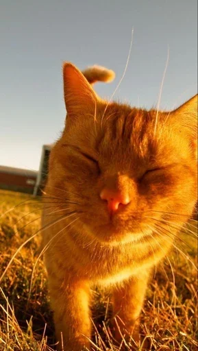 😁 Стикер «Stkrcat» для Telegram