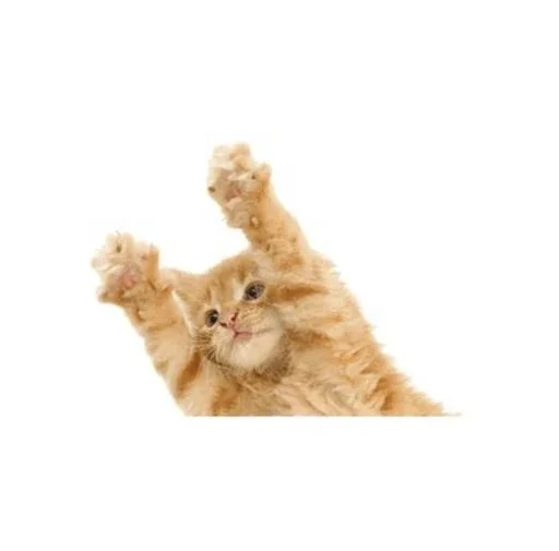 🐱 Стикер «Stkrcat» для Telegram