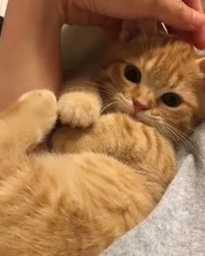 ❤️‍🩹 Стикер «Stkrcat» для Telegram