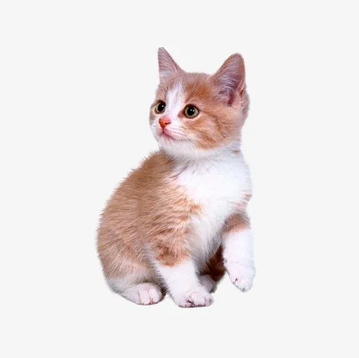 Стикерпак Stkrcat для Telegram