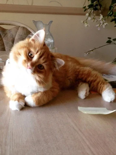 😉 Стикер «Stkrcat» для Telegram