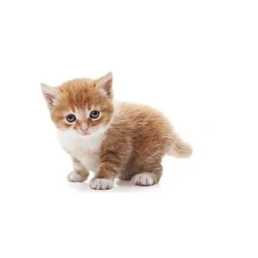 ☹️ Стикер «Stkrcat» для Telegram