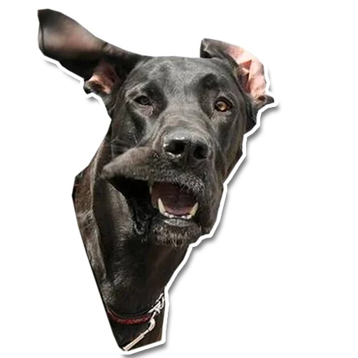 😜 Стикер «Упоротый пес» для Telegram