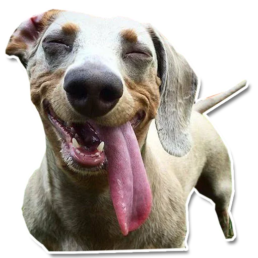 😋 Стикер «Упоротый пес» для Telegram