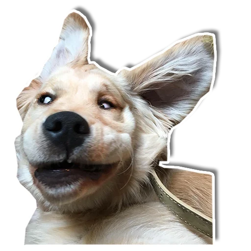 😀 Стикер «Упоротый пес» для Telegram