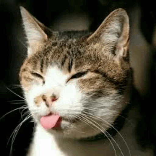 😏 Стикер «Stooped Cats» для Telegram