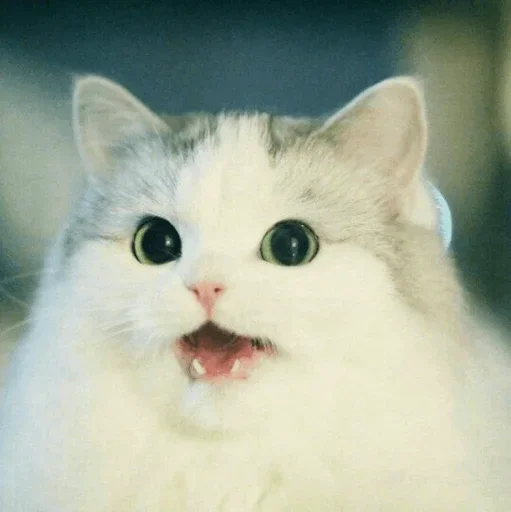 Стикерпак Stooped Cats для Telegram