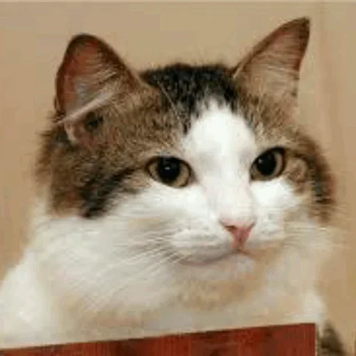 😙 Стикер «Stooped Cats» для Telegram