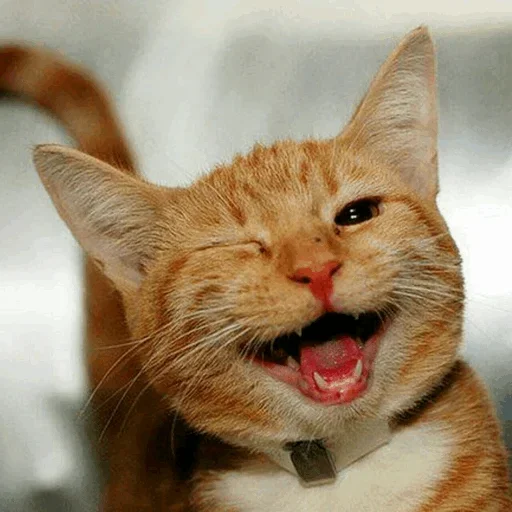 🥳 Стикер «Stooped Cats» для Telegram