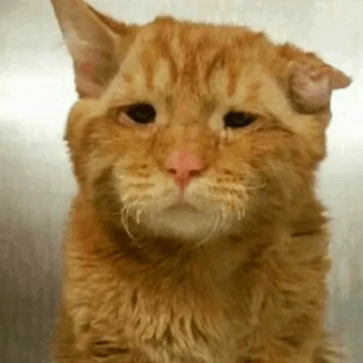 😙 Стикер «Stooped Cats» для Telegram