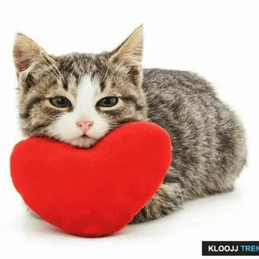 😙 Стикер «Stooped Cats» для Telegram