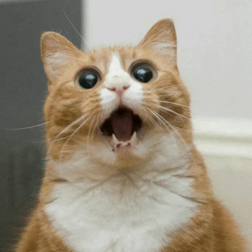 😙 Стикер «Stooped Cats» для Telegram
