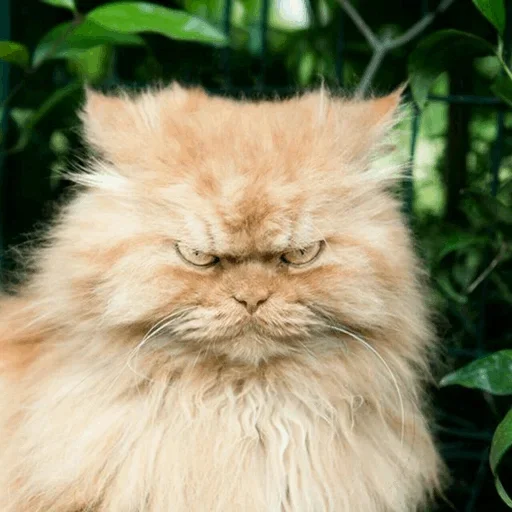 😉 Стикер «Stooped Cats» для Telegram