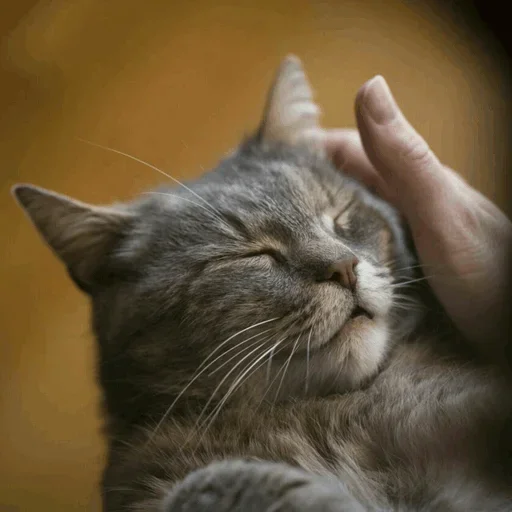 😜 Стикер «Stooped Cats» для Telegram