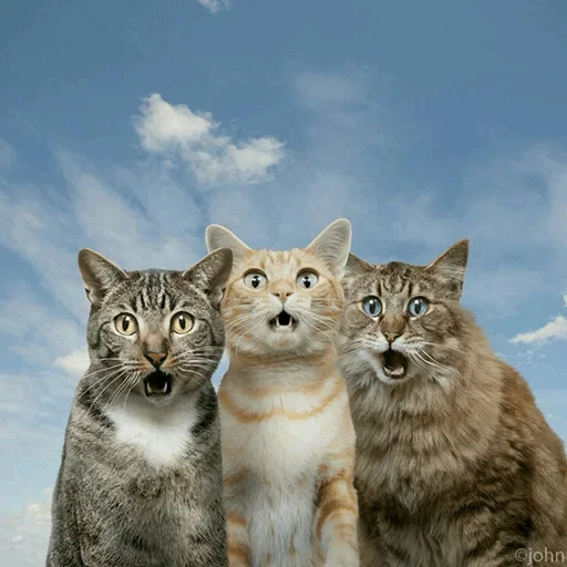 😙 Стикер «Stooped Cats» для Telegram
