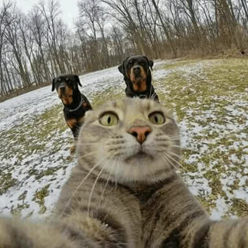 🤪 Стикер «Stooped Cats» для Telegram