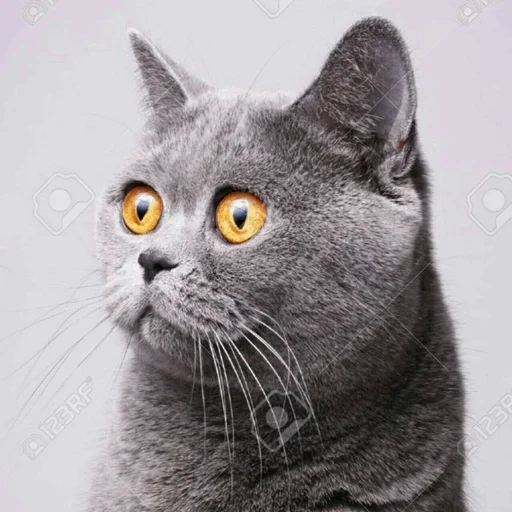🤣 Стикер «Stooped Cats» для Telegram
