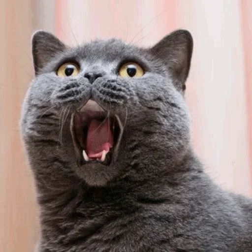 😙 Стикер «Stooped Cats» для Telegram