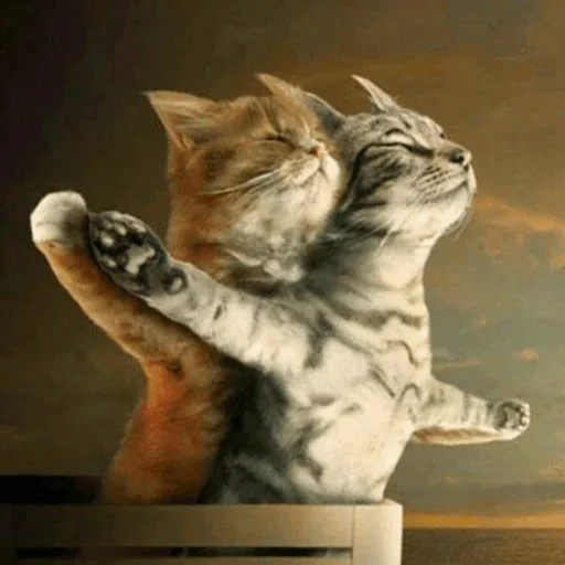 😉 Стикер «Stooped Cats» для Telegram